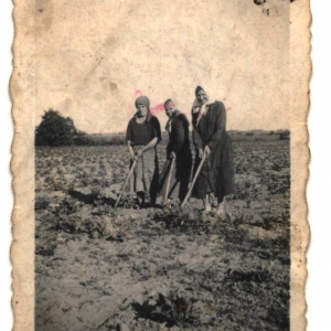 pokaż obrazek - Kopanie ziemniaków - Skrichiczyn. Od lewej Emilia Łysakowska Kurtz matka Tersy Wrabiec.