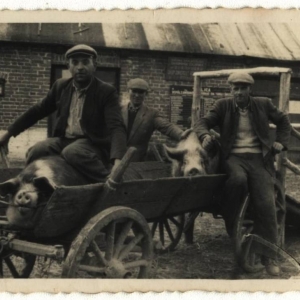 pokaż obrazek - Skup trzody chlewnej u Pana Walczuka . Od lewej Wiktor Pieczykolan i Władysław Walczuk