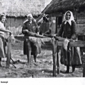 pokaż obrazek - Międlenie konopi.