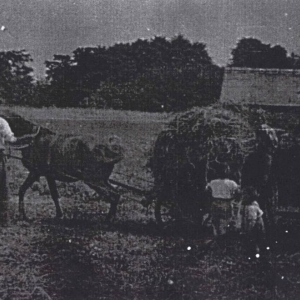 pokaż obrazek - Zbiór koniczyny w Wólce Okopskiej ,rodzina Muselów 1956 rok.