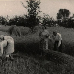 pokaż obrazek - Maria Roguska z pomocnikami podczas żniw - okres powojenny.